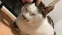 猫人【加绒加厚山羊绒】男士保暖背心男无袖打底衫坎肩马甲内衣女秋冬 实拍图