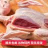 岽鲜 新鲜鸽子肉 新鲜冷冻农家老鸽子土鸽 煲汤烧烤食材 乳鸽生鲜 鸽子5只（每只净400g） 实拍图