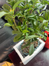 双盟绿萝盆栽除甲醛花卉绿植办公室新房净化空气 120款10盆源头直发 实拍图
