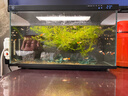米家小米米家智能生态鱼缸还原自然生态补仓一次三月无忧出差旅行必备 实拍图