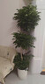 双盟绿萝盆栽除甲醛花卉绿植办公室新房净化空气180加仑4盆装源头直发 实拍图