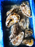 蜀皇 乳山生蚝鲜活大海鲜10斤净重蚝王(10-18只)源头直发包 邮  实拍图