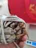 【活蟹】乾澄大闸蟹现货 全母2.8-3.1两 10只 去绳足重鲜活六月黄螃蟹海鲜礼盒 实拍图
