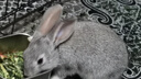 朗缤 兔子活体宠物兔活体新西兰肉兔公主兔小白荷兰侏儒活物兔子宠物 小灰公主兔2只（一公一母） 实拍图