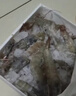 沃鲜汇 大虾海虾生鲜厄瓜多尔白虾南美对虾大青虾海鲜水产进口鲜活速冻 30/40规格（15-18cm） 1.65kg(净重)  盐冻款【净重3.3斤 只只分离】 实拍图