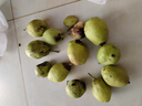 京鲜生 新疆库尔勒香梨 净重10斤 特级 单果120g以上 生鲜水果 实拍图