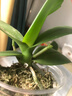 年宵花春节蝴蝶兰盆栽绿植花卉年货装饰过年四季开花大苗好养易活 紫美人---【包开花】送营养液2包 带1支花剑 实拍图