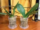 德沃多控根透明花盆10口径*6个园控根透气花盆多肉绿植盆栽种植盆 实拍图