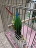 獒少保鸟笼鹦鹉专用鸟笼大号家用八哥鹦鹉笼子金属电镀加粗豪华鸟别墅 电镀银基础套餐 大号56*32*31cm 实拍图