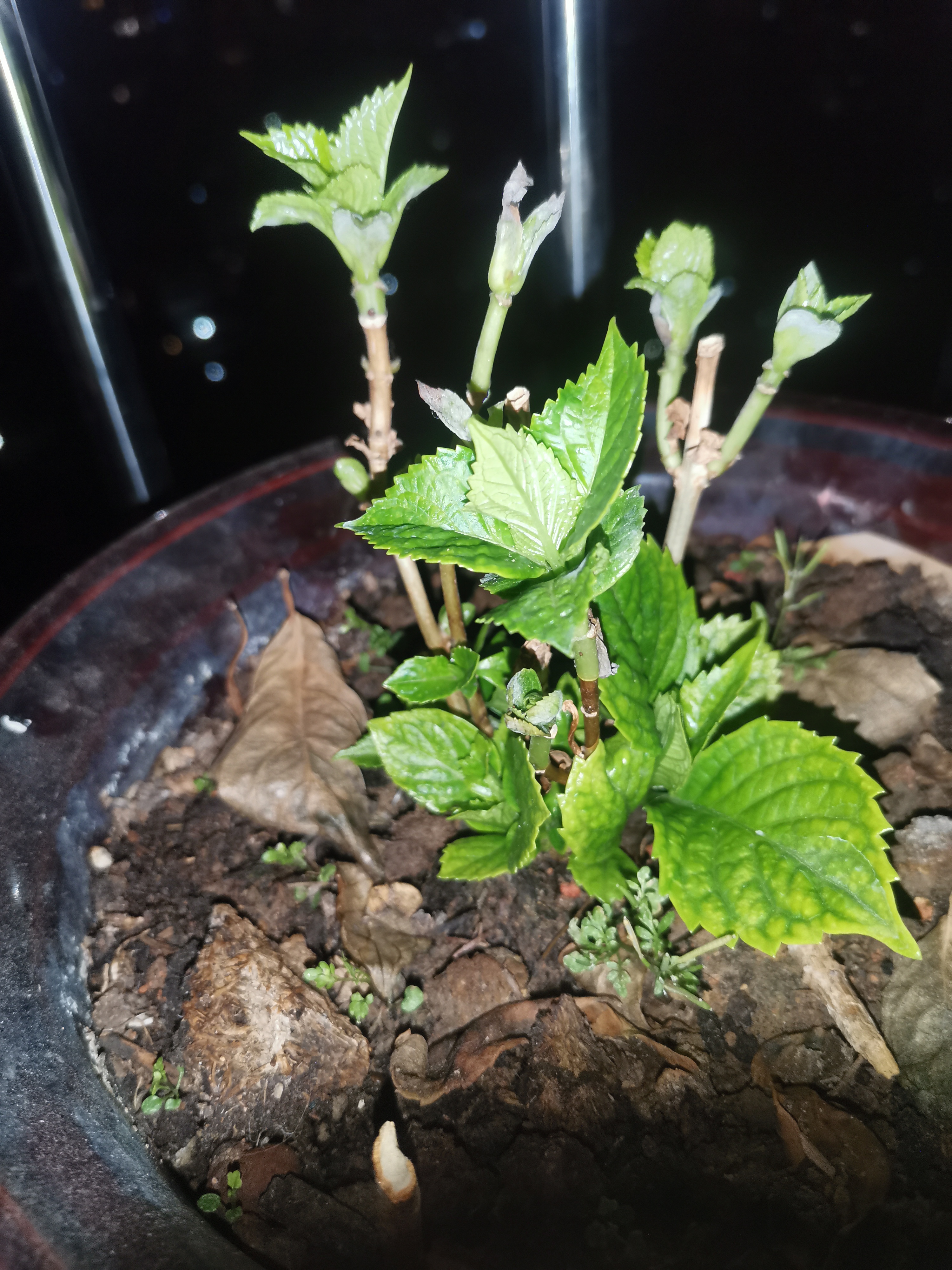 绣球花苗无尽夏带花苞四季开花绣球花盆栽庭院好养花卉植物室内花 妖精之吻【大花绣球-可调色】 小苗【隔年开花】原盆宽11cm高18cm冠12cm 实拍图