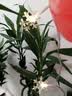 Eiperfic LED雪花灯 小彩灯闪灯串灯户外圣诞装饰布置氛围灯 暖光 电池款3米20灯 EF-XH-DC03N 实拍图