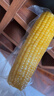 十月稻田 黄甜糯玉米 8根 3.52斤 真空包装 东北粘玉米棒 低脂早餐 实拍图