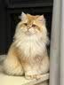 猫咪防猫掉毛吃什么深海鱼油营养片美毛靓毛维生素非药防脱毛神器 3盒【再也不掉毛】 实拍图