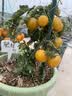 京东物流花盆绿植盆栽青山盆控根盆透气树脂塑料多肉月季大号花盆 控根5号（口径24cm）2个盆 不带托盘 实拍图