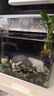 YEE鱼缸金晶超白金鱼裸缸8060家用客厅桌面小草缸龟缸玻璃生态溪流缸 30*17*20【4w过滤器套餐】 实拍图