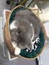 泰格宠物猫窝四季通用夏季藤编猫抓板超大号垫子编织猫咪狗狗睡觉宠物用品 藤编猫耳窝+奶白棉垫+奶白抱枕 中号【适合15斤内】 实拍图