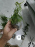 文竹盆栽植物室内办公室绿植花卉盆栽盆景四季常青小盆栽 中文竹【高25厘米】两盆 实拍图