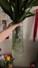 吕姆克花瓶玻璃透明花瓶大号摆件花器租房玄关卧室干花插花瓶高30CM5067 实拍图