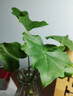 年宵花春节特价龙鳞春羽水培植物绿萝盆栽花卉富贵竹龟背竹天堂鸟 精品龟背竹30-40cm【1棵】送营养液 实拍图