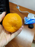 京鲜生 四川春见耙耙柑 净重5斤 单果180g起 生鲜水果柑橘桔子年货礼盒 实拍图