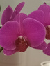 美乐棵植物营养液磷酸二氢钾花肥兰花月季水培花卉绿植发财树营养液肥料 通用型720ml 实拍图