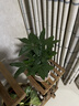 花翁大盆三杆发财树盆栽绿植室内客厅中式盆景办公室桌面摆件源头直发 实拍图