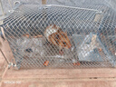 地依猫捕鼠笼捕鼠神器家用捕鼠器驱捉抓老鼠笼防灭鼠器除扑鼠器 实拍图