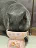自然光环Halo【成猫健美】美国进口猫粮无谷主粮大袋宠物成年减肥干粮蓝猫 健美体态鱼肉味6磅（效期27.2起） 下单抽奖·满赠好礼~详情请入会 实拍图