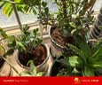 九千谷 花盆塑料加厚 欧式简约绿植盆栽四季花盆 米色3号2个装7178 实拍图