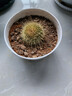 多肉植物仙人掌盆栽室内肉肉仙人球小盆栽开花可爱桌面绿植 金冠+玻璃盆+黄金砂+营养土 含盆 实拍图