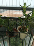 德沃多栀子花植物营养液花卉盆栽花肥料园艺养花氮肥磷肥液体肥1200mL 实拍图