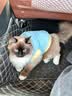 HELLOJOY猫咪猎物球静音羊毛球玩具猫咪追逐自嗨解闷神器逗猫棒耐咬静音 实拍图