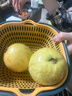 京觅福建奶油芭乐 番石榴 单果150g起 净重4.5斤装 源头直发包邮 实拍图