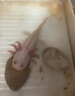 漫生活鹅卵石精抛雨花石鱼缸水族花盆栽天然小石子装饰园艺石头4-6cm5斤 实拍图