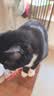 优瑞派猫粮幼猫成猫美短英短蓝猫布偶加菲猫专用流浪猫全价猫粮鱼肉味 经典猫粮鱼肉味鱼肉味丨3斤 实拍图