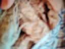 卖鱼郎先生原装进口超大王牌大虾厄瓜多尔白虾20/30规格 净重3斤30-45只/盒 实拍图