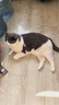 卫仕（NOURSE）猫咪全价主食爆爆酱湿粮营养餐包盒全阶段成幼猫补水罐头猫条零食 40g*7包/盒【买1盒送1盒】 全阶段 实拍图