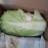 云南高原娃娃菜新鲜蔬菜生鲜乾隆白菜早餐火锅必备产地直发 浅黄色 新鲜娃娃菜3颗装*1包 实拍图