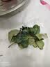 仙客来盆栽带花特大号兔子花卉植物室内重瓣蝴蝶兰四季开花好养苗 【精品原盆】大花鸿运当头 仙客来（开花爆满） 实拍图