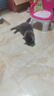 【京东快递】猫薄荷球猫玩具自嗨解闷猫咪用品磨牙棒神器逗猫棒 猫薄荷2颗装 实拍图