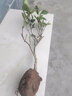 含笑苗 芳香花卉盆栽苗 含笑树苗 阳台庭院室内 办公室盆栽浓香绿植清香木盆栽 常春藤绿植 3年苗当年开花 不含盆 实拍图