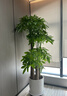Only you【2小时达】发财树大型盆栽绿植花卉室内客厅办公室开业新年花送 金钱树 实拍图