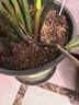 德沃多水苔约6L(特级)营养土爬宠乌龟冬眠蝴蝶兰君子兰花苔藓水培盆栽 实拍图