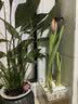 耘淘郁金香种球水培5度球花卉绿植种子土培植物水养盆栽室内室外耐寒1 【试种装】混色3球+2包肥料 实拍图