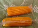 十月稻田 黄糯玉米 3.52斤(220g*8根) 东北粘苞米 早餐杂粮 马年限定 实拍图