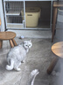 富美内特（FURminator）猫梳子宠物开结梳猫咪狗狗打薄梳长毛猫专用宠物用品狗毛清理神器 实拍图