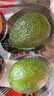 京鲜生 智利即食牛油果大果4粒装 单果130g起 源头直发 包邮 生鲜水果 实拍图