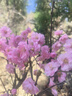 红豆保暖内衣女羊毛加绒加厚抗菌磨毛中高领红色本命年中老年防寒套装 实拍图