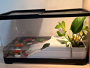 阔庭乌龟缸生态缸宠物饲养箱透明爬宠专用黑色款 实拍图