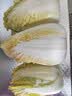 2025新鲜黄心大娃娃菜大白菜蔬菜辣白菜酸菜包心菜黄心白菜 湖北新鲜娃娃菜3斤净重2.7斤 实拍图